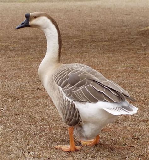 獅頭鵝公母特徵|中國鵝 (Chinese Goose)